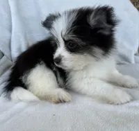 Milo , a male Pomeranian for sale in Dayton, OH – 4 of 6