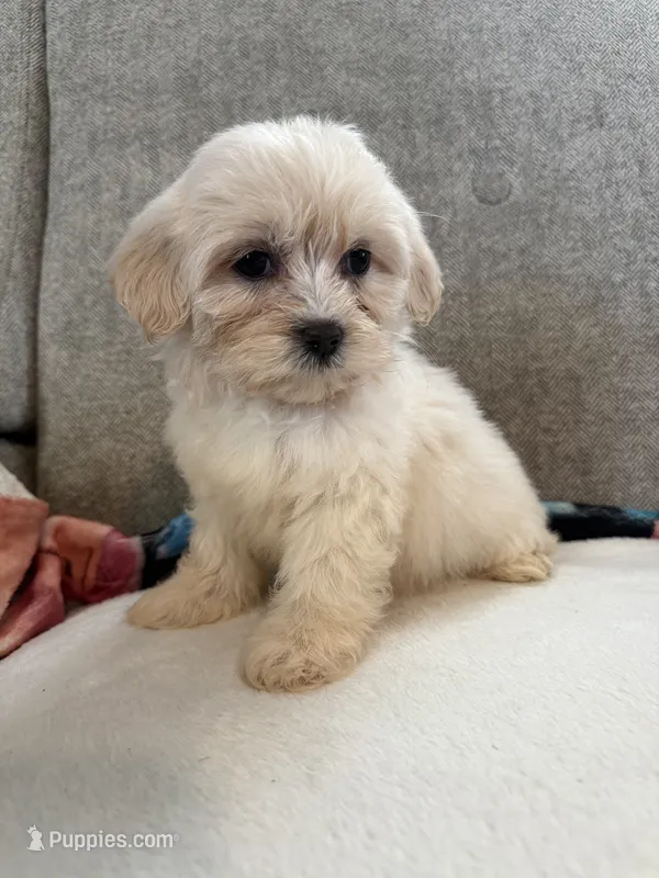 Daisy – Maltese, Shih Tzu puppy for sale in Dayton, OH