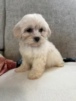 Daisy, a female Maltese and Shih Tzu for sale in Dayton, OH – 1 of 3
