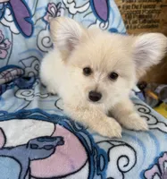 Benji , a male Pomeranian and Mal Shi for sale in Dayton, OH – 4 of 5