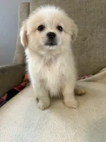 Simba , a male Mal Shi for sale in Dayton, OH – 2 of 4