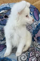 Otis , a male Pomeranian and Mal Shi for sale in Dayton, OH – 5 of 7