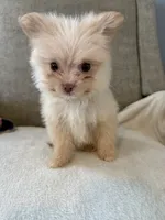 Loki, a male Pomeranian and Maltipom for sale in Dayton, OH – 4 of 5