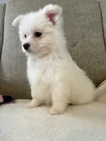 Sprinkle , a female Pomeranian and Maltipom for sale in Dayton, OH – 1 of 5