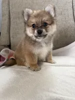 Twix , a male Pomeranian for sale in Dayton, OH – 4 of 4