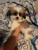 Peaches, a female Maltese and Shih Tzu for sale in Dayton, OH – 2 of 4