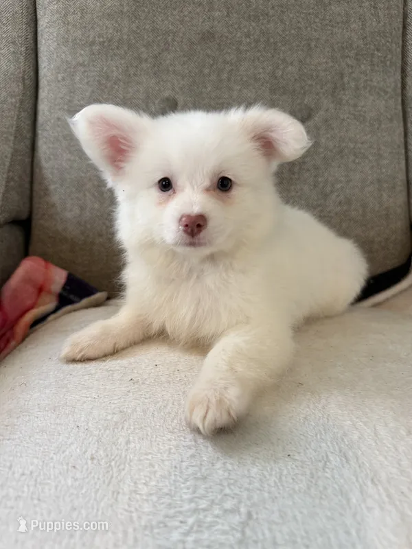 Otis  – Pomeranian, Maltipom puppy for sale in Dayton, OH