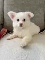 Otis , a male Pomeranian and Maltipom for sale in Dayton, OH – 1 of 4