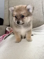 Twix , a male Pomeranian for sale in Dayton, OH – 3 of 4