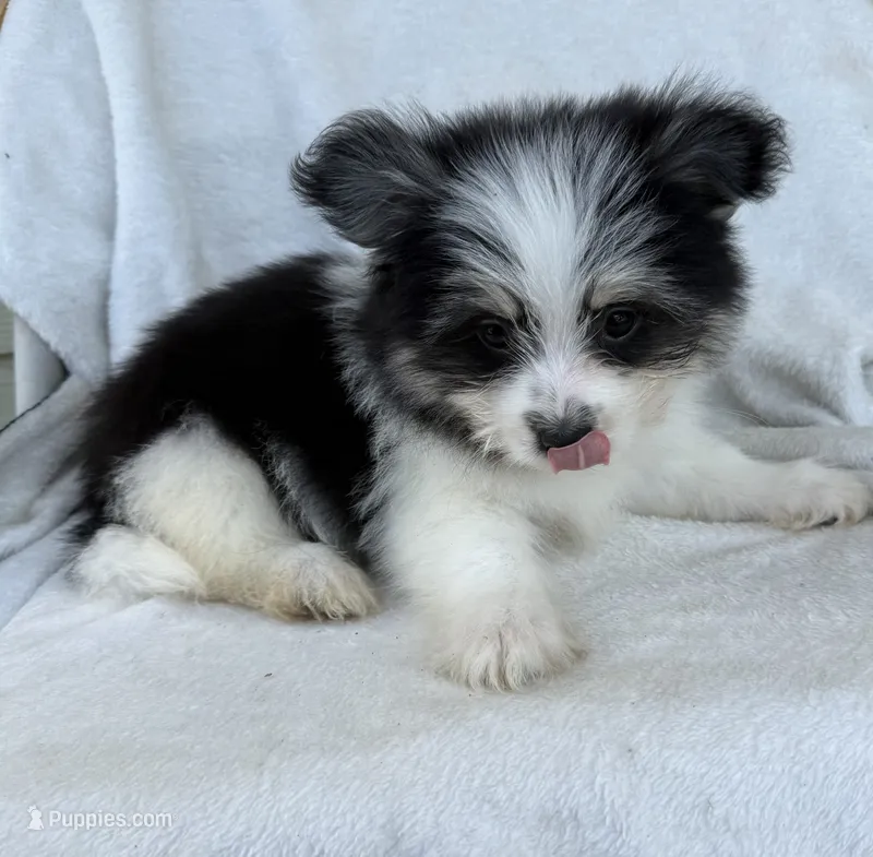 Milo  – Pomeranian puppy for sale in Dayton, OH