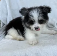 Milo , a male Pomeranian for sale in Dayton, OH – 1 of 6