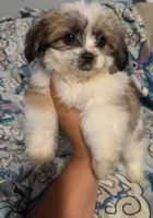 Peaches, a female Maltese and Shih Tzu for sale in Dayton, OH – 4 of 4