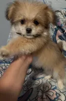 Lilly, a female Maltese and Shih Tzu for sale in Dayton, OH – 5 of 5