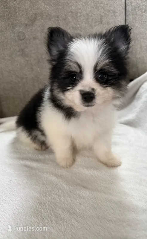 Milo – Pomeranian puppy for sale in Dayton, OH
