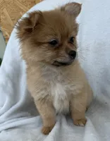 Millie , a female Pomeranian for sale in Dayton, OH – 4 of 6