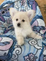 Benji , a male Pomeranian and Mal Shi for sale in Dayton, OH – 5 of 5