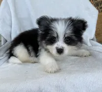 Milo , a male Pomeranian for sale in Dayton, OH – 5 of 6