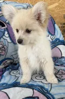 Benji , a male Pomeranian and Mal Shi for sale in Dayton, OH – 3 of 5