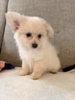 Benji, a male Pomeranian and Maltipom for sale in Dayton, OH – 4 of 5