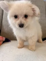 Benji, a male Pomeranian and Maltipom for sale in Dayton, OH – 3 of 5