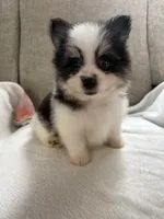 Milo, a male Pomeranian for sale in Dayton, OH – 4 of 4