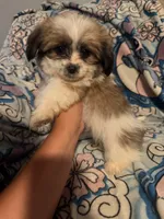 Peaches, a female Maltese and Shih Tzu for sale in Dayton, OH – 3 of 4