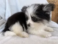 Milo , a male Pomeranian for sale in Dayton, OH – 6 of 6