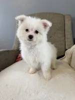 Sprinkle , a female Pomeranian and Maltipom for sale in Dayton, OH – 3 of 5