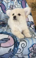 Benji , a male Pomeranian and Mal Shi for sale in Dayton, OH – 2 of 5