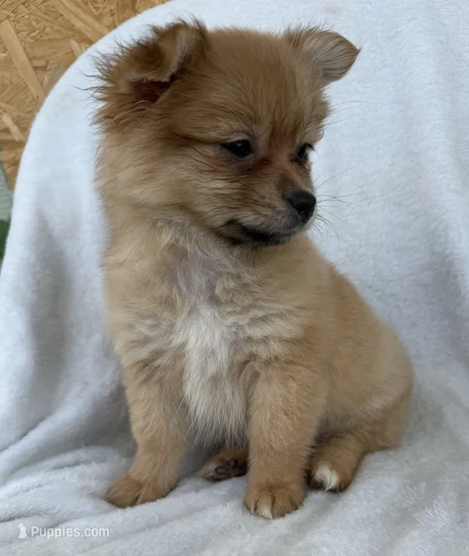 Millie  – Pomeranian puppy for sale in Dayton, OH