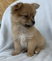 Millie , a female Pomeranian for sale in Dayton, OH – 1 of 6