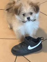 Lilly, a female Pomeranian and Mal Shi for sale in Dayton, OH – 6 of 9