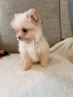 Loki, a male Pomeranian and Maltipom for sale in Dayton, OH – 2 of 5