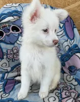 Otis , a male Pomeranian and Mal Shi for sale in Dayton, OH – 3 of 7