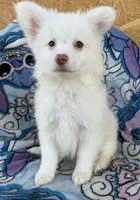 Otis , a male Pomeranian and Mal Shi for sale in Dayton, OH – 1 of 7