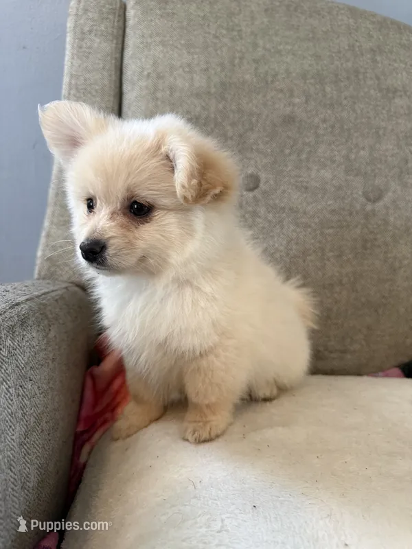 Benji – Pomeranian, Maltipom puppy for sale in Dayton, OH