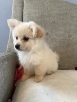 Benji, a male Pomeranian and Maltipom for sale in Dayton, OH – 1 of 5
