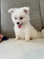 Sprinkle , a female Pomeranian and Maltipom for sale in Dayton, OH – 2 of 5
