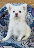 Otis , a male Pomeranian and Mal Shi for sale in Dayton, OH – 4 of 7