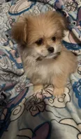 Lilly, a female Maltese and Shih Tzu for sale in Dayton, OH – 3 of 5