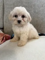 Daisy, a female Maltese and Shih Tzu for sale in Dayton, OH – 2 of 3