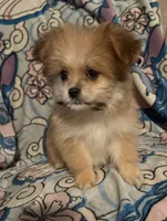 Lilly, a female Maltese and Shih Tzu for sale in Dayton, OH – 4 of 5