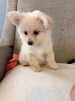 Benji, a male Pomeranian and Maltipom for sale in Dayton, OH – 2 of 5