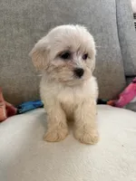 Daisy, a female Maltese and Shih Tzu for sale in Dayton, OH – 3 of 3