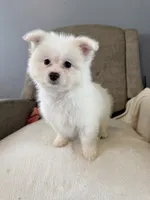 Sprinkle , a female Pomeranian and Maltipom for sale in Dayton, OH – 4 of 5