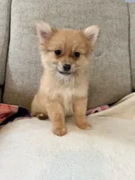 Millie , a female Pomeranian for sale in Dayton, OH – 3 of 3