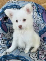 Otis , a male Pomeranian and Mal Shi for sale in Dayton, OH – 2 of 7