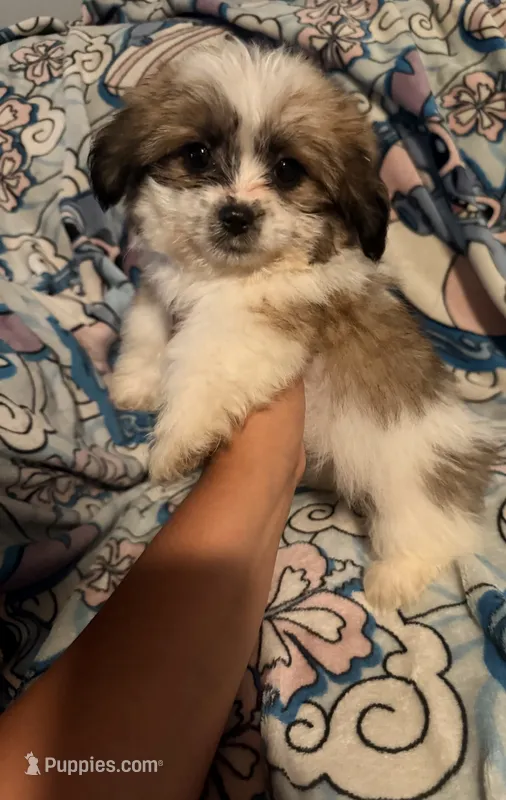 Peaches – Maltese, Shih Tzu puppy for sale in Dayton, OH