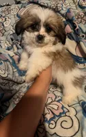 Peaches, a female Maltese and Shih Tzu for sale in Dayton, OH – 1 of 4