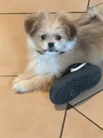 Lilly, a female Pomeranian and Mal Shi for sale in Dayton, OH – 9 of 9
